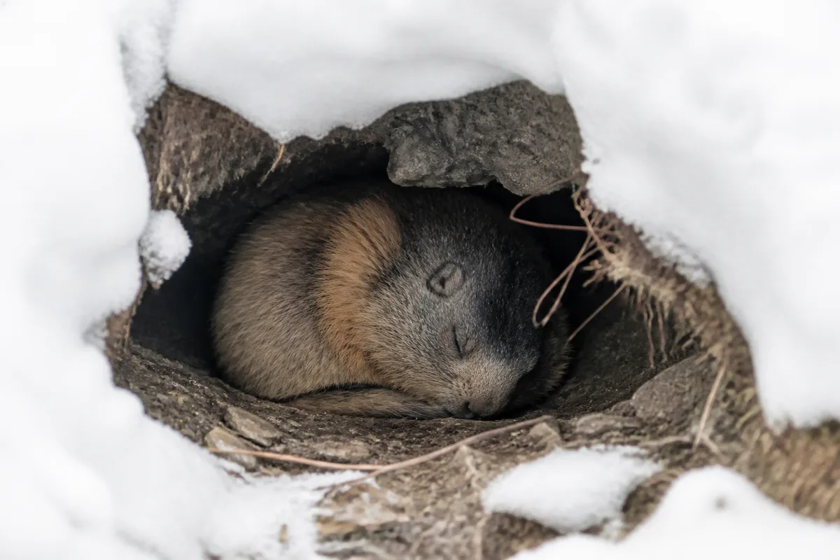 Marmotte dans un terrier enneigé pendant l’hiver