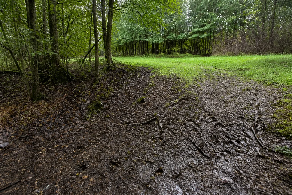 Lisière forestière française avec clairière, sous-bois et traces visibles sur le sol